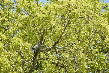 A Peepal tree on the compound of a Hindu Temple in Central Trinidad. This tree is sacred to Hinduism and is native to India.