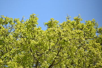 A Peepal tree on the compound of a Hindu Temple in Central Trinidad. This tree is sacred to Hinduism and is native to India.