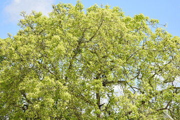 A Peepal tree on the compound of a Hindu Temple in Central Trinidad. This tree is sacred to Hinduism and is native to India.