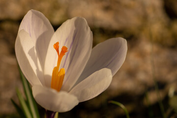 Krokusblüte