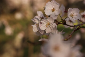 桜・緑吉野満開　萩市　萩城跡　みどりよしの