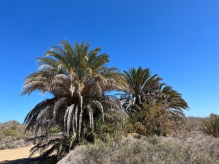 Date palm trees in an oasis in the dunes of Maspalomas, gran Canaria