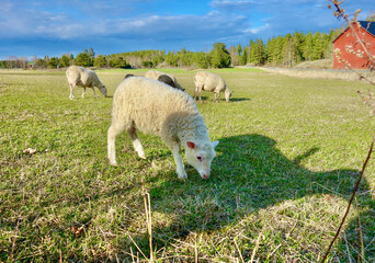 Happy sheep at an organic small farm in spring