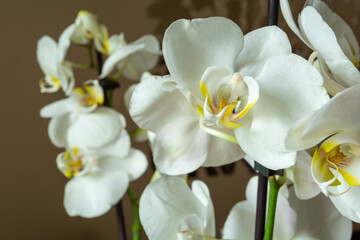 Fototapeta na wymiar White flowers of a beautiful potted orchid