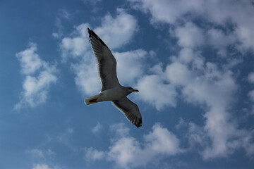 seagull in flight