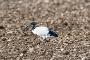 Ibis sacro, birds, uccelli, Parco del Mincio