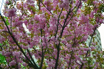 Pink cherry blossom in spring, sakura in the park