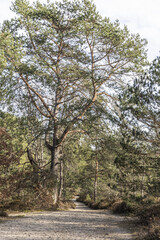 path in the forest