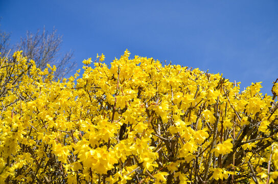 Ginsterbusch in Nahaufnahme, blauer Himmel im Hintergrund