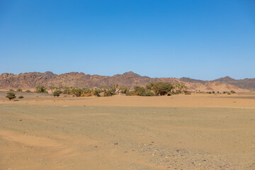 Fototapeta na wymiar Palm trees in the Saudi Arabian desert near Huraymil, Al Madinah region. 