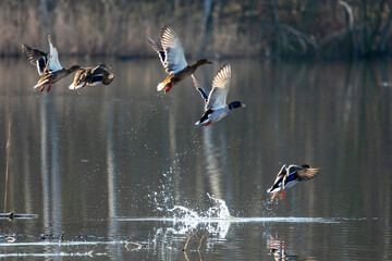 startujące kaczki nad jeziorem pryskająca woda