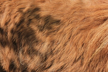 Brown-reddish fur of an animal on a sunny day with shadow play