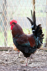 French rooster in a farm with beautiful dark plumage