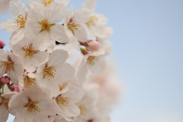 満開の桜と空