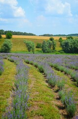 Fototapeta na wymiar Lavender field in Ukraine, landscape in the spring