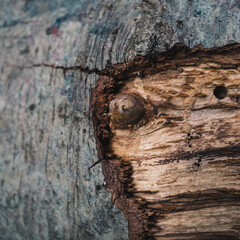 wood texture