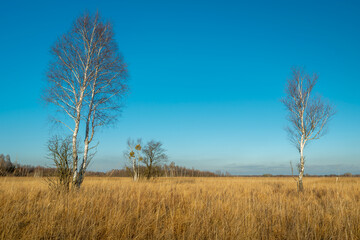Fototapeta premium Birch trees without leaves among the yellow grasses, Nowiny, Poland