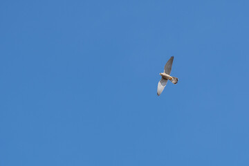 Turmfalke auf Futtersuche