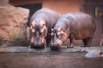 Two hippopotamuses drinking water in zoo
