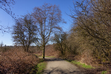 Scenic Trail in a city park with green trees during sunny winter day.