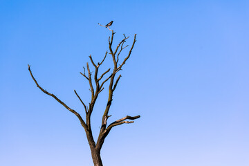 View of dry tree and crow sitting on its top against blue sky