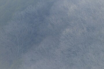 森林春の日本の風景