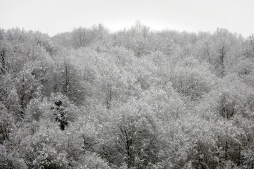 Trees covered by snow at winter day.