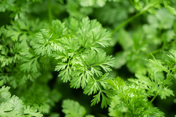 Coriander herb, cilantro, chinese parsley plant in a garden