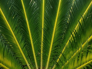 Sago palm (Cycas revoluta) leaf, green background