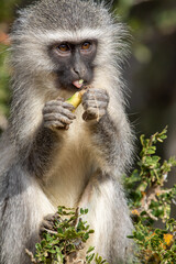 Vervet monkey eating a wild fruit, Addo Elephant National Park