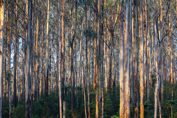 The Black Spur near Narbethong in Australia