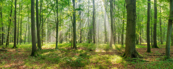 Panorama of Bright Natural Beech Forest with sunbeams through morning fog