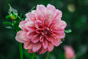 A beautiful pink Wizard Dahlia with dew drops on its petals grows in the garden. Close-up.