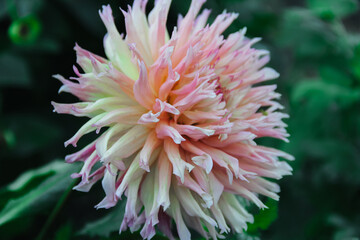 Beautiful Omega Dahlia flower close-up in the garden..Natural blooming background.
