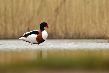 Brandgans (Tadorna tadorna)