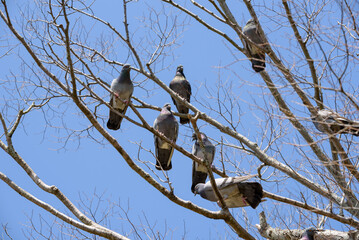 Flock of pigeons on the tree