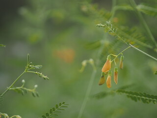 Hemp Fesbania yellow flower vegetable, Sesbania javanica blooming on garden nature background