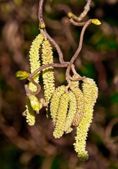 Yellow male catkins hanging on the Corkscrew Hazel tree twig against brown background.