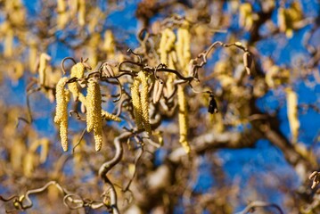 Corkscrew hazel tree with yellow male catkins against blue sky in spring.