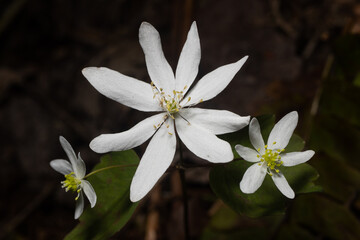 Obraz premium Spring Blooms Up Close