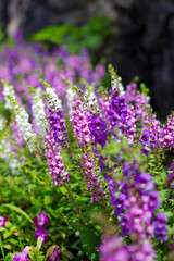 アンゲロニアの花壇