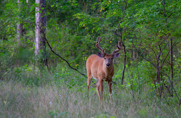 Naklejka na ściany i meble White-tailed deer buck in the early morning light with velvet antlers walking through a meadow in the spring in Canada