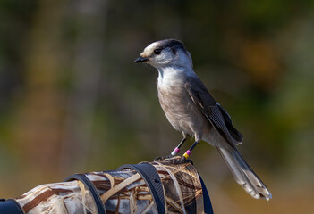 Gray Jay or Canada Jay perched on a camera lens in Algonquin Provincial Park, Canada