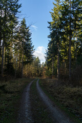 Fototapeta premium Bäume im Wald