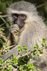 Vervet monkey eating a wild fruit, Addo Elephant National Park