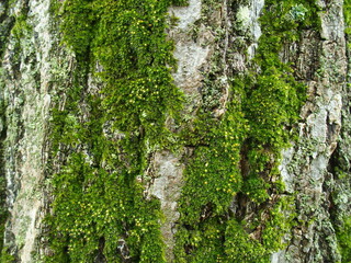 苔の生える春の銀杏の幹