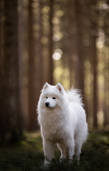white dog in the park
