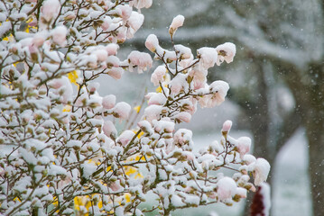 des fleurs de magnolia rose sont recouvertes de neige fra&icirc;che