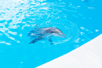 dolphins swim in the pool, show