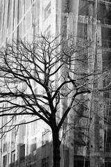 Bare tree against building under renovation protected with safety net